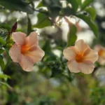 fleurs voyage polynésie française