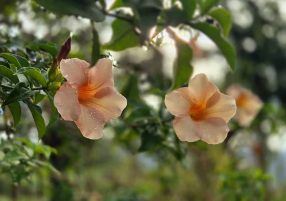 fleurs voyage polynésie française
