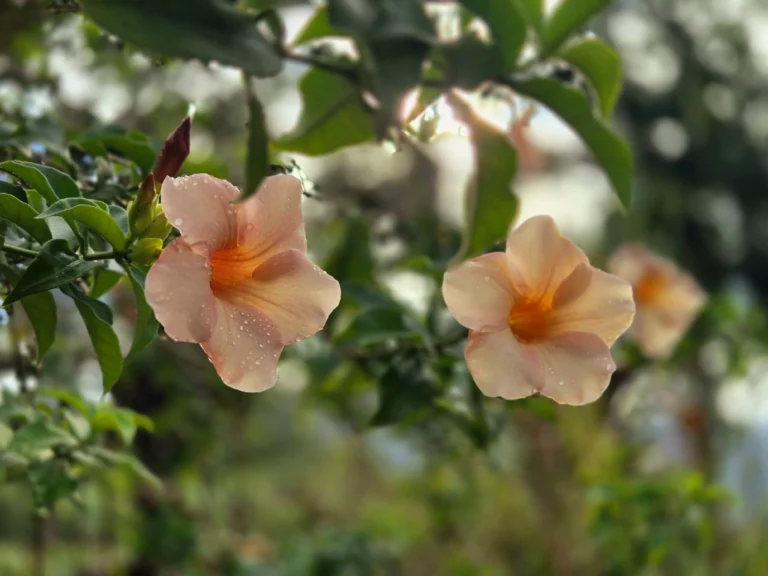 fleurs voyage polynésie française