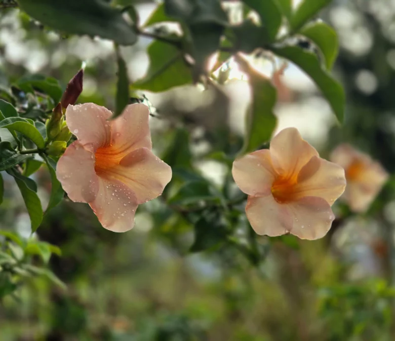 fleurs voyage polynésie française