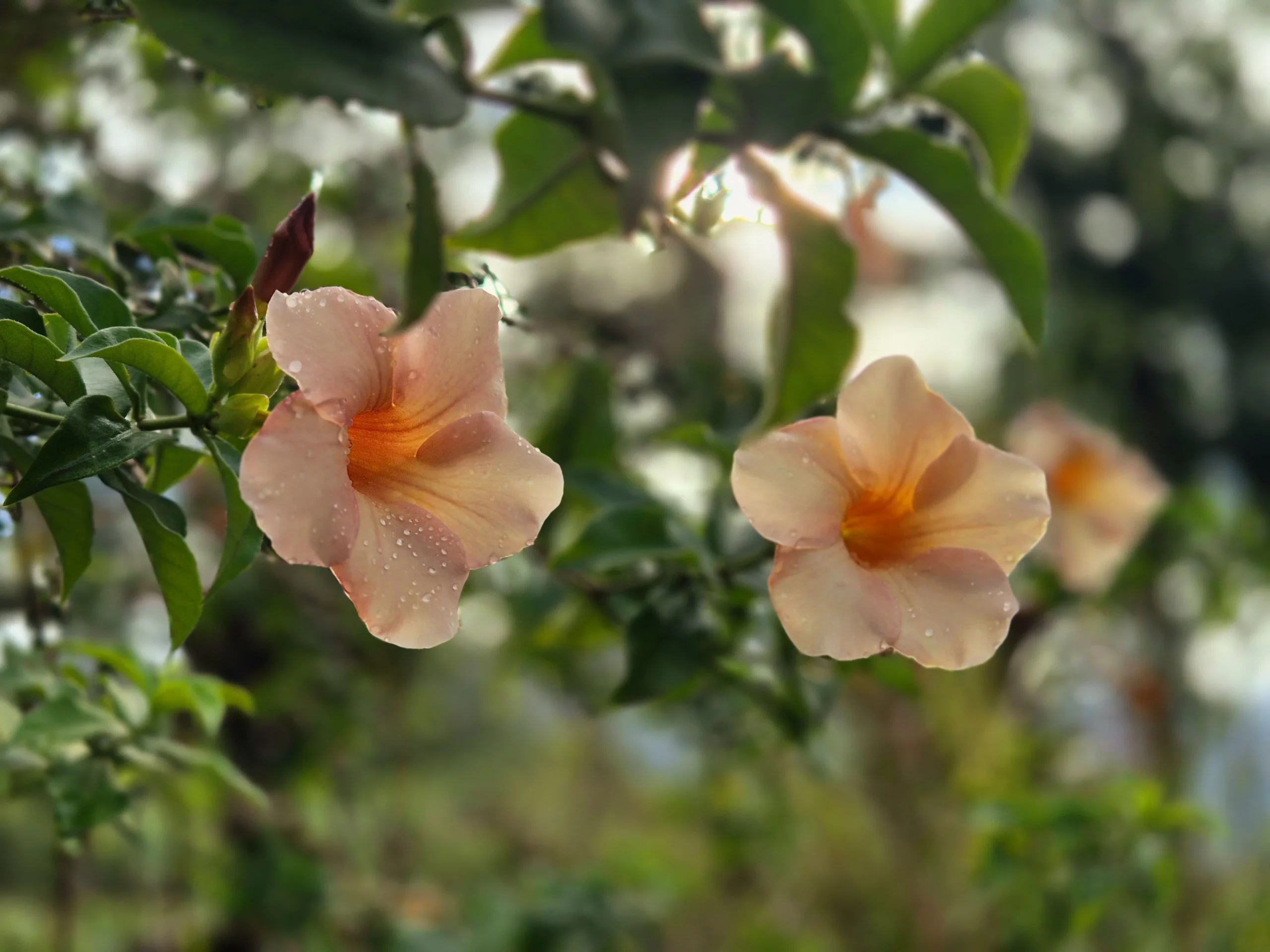 fleurs voyage polynésie française