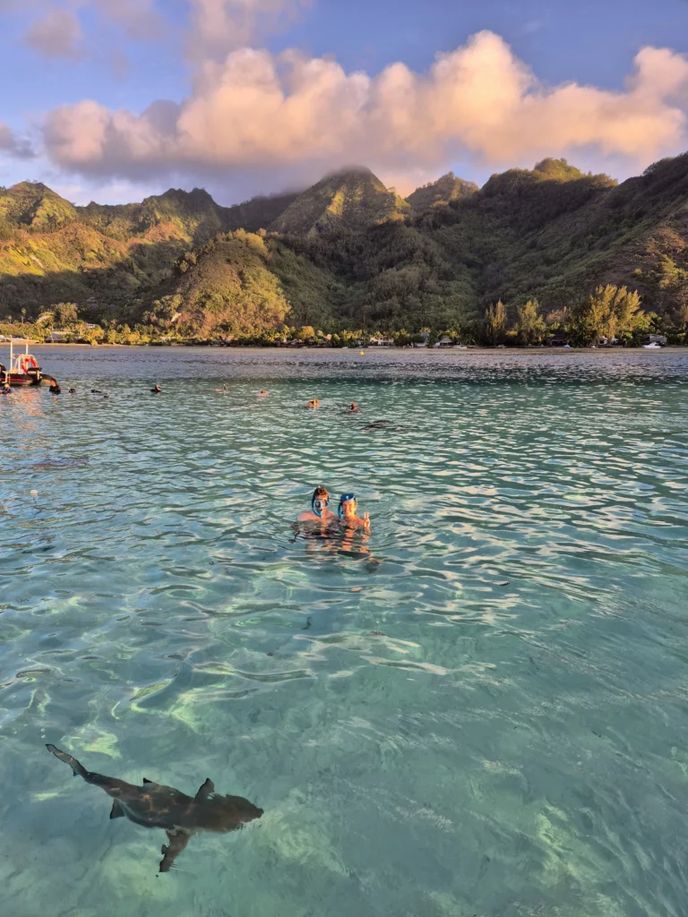 moorea nage requin voyage polynésie française
