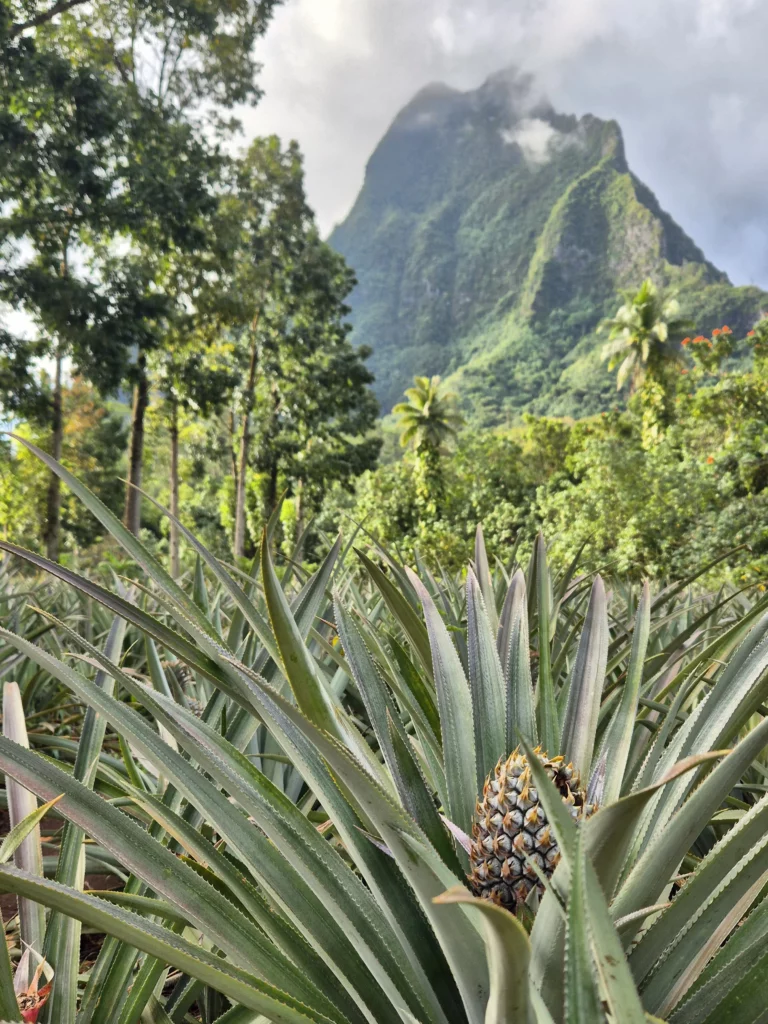 champs d'ananas moorea