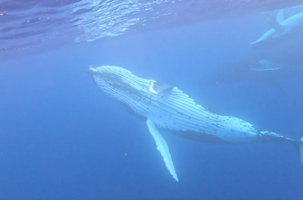 nage avec les baleines moorea